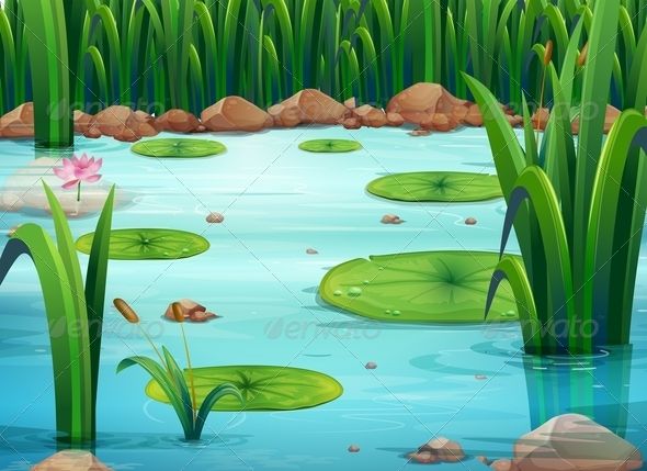 Pond with lilly.