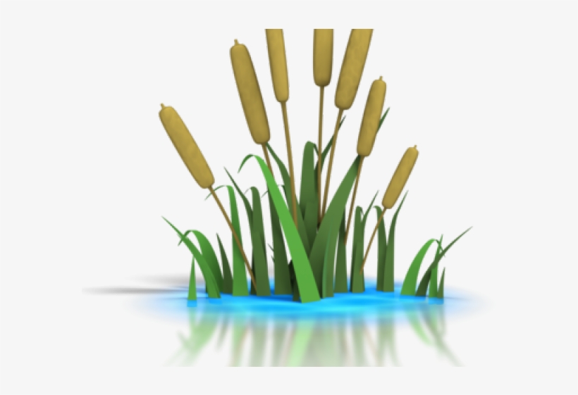 Reed Clipart Lily Pad Pond