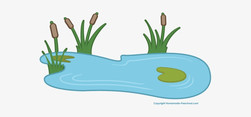 Pond transparent lily.