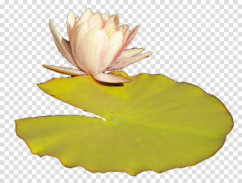 lily pad clipart transparent background