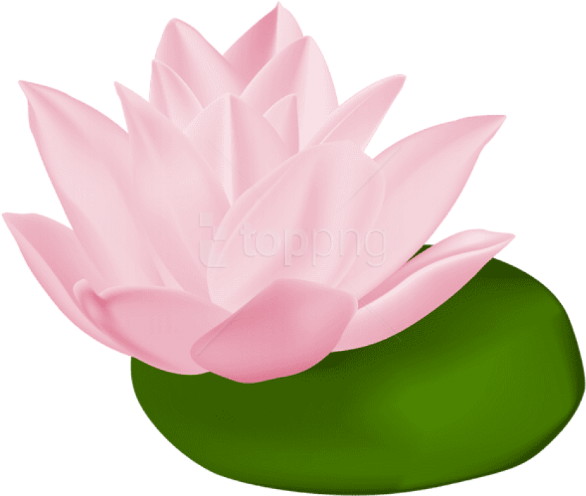 HD Vector Stock Lily Pad Flower Clipart