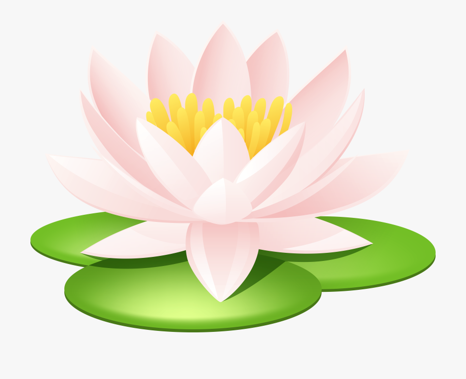 Lotus clipart lily.