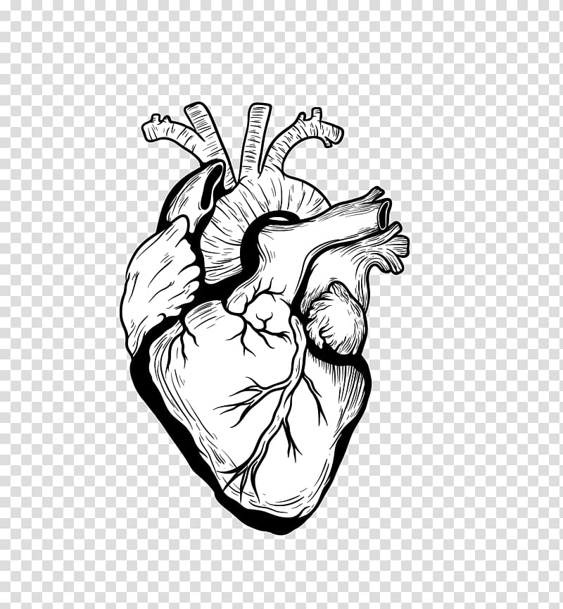 Heart Drawing Organ, black creative heart organ transparent