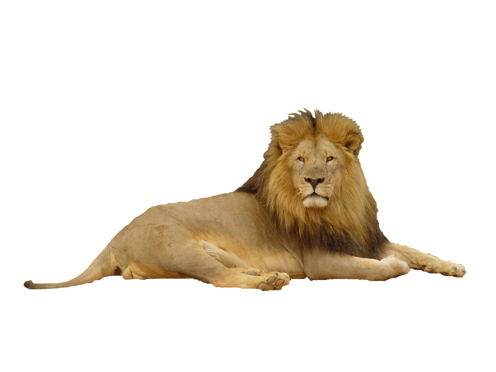 Lions PNG Images And Lion Clipart, Free Download