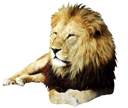 Free realistic lion.