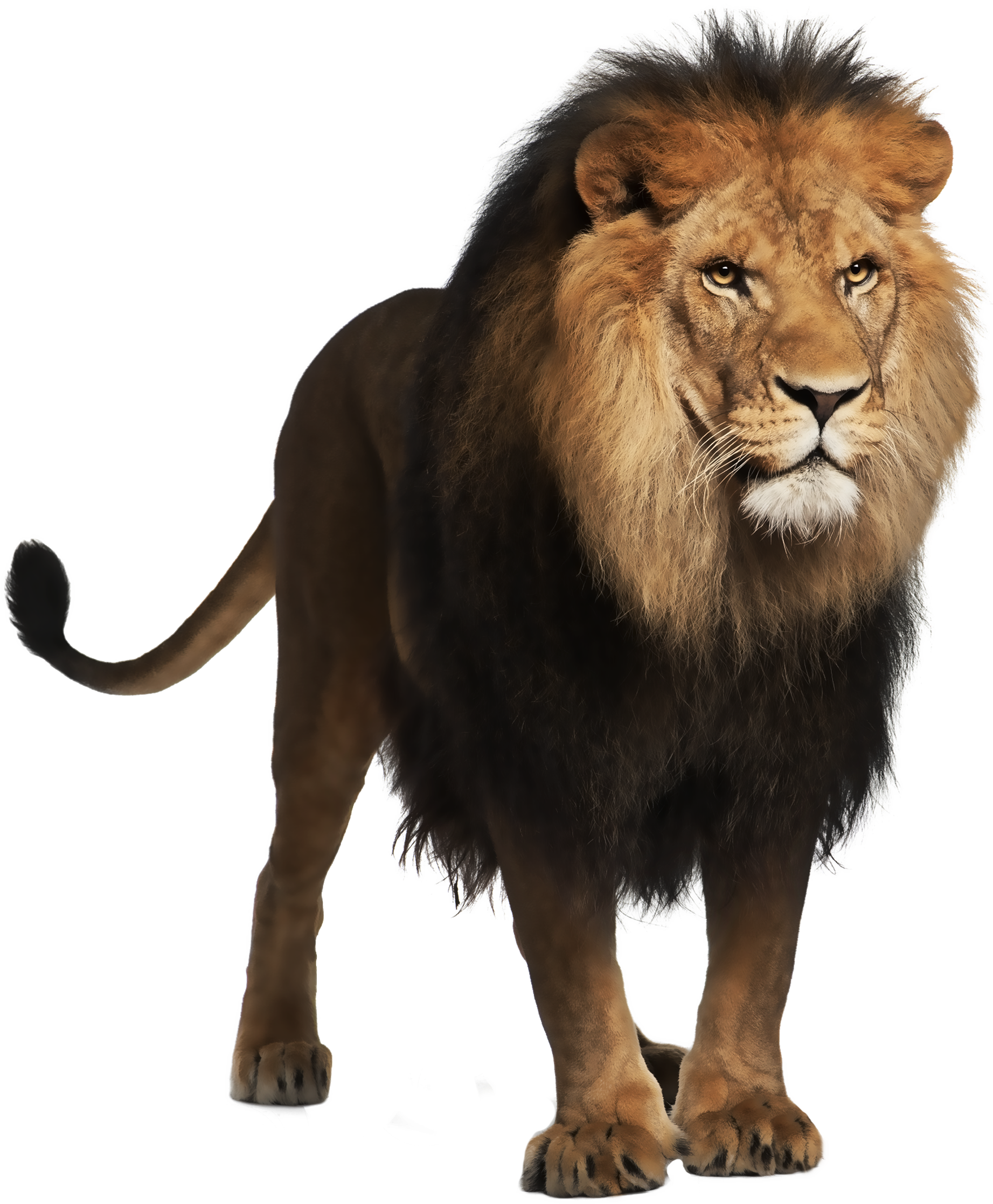 Lion clipart real.