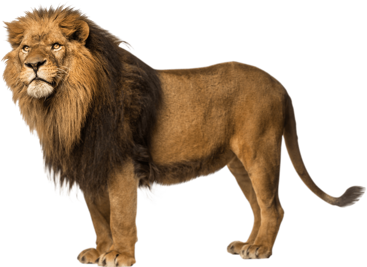 Lion PNG Download Transparent Lion Clipart