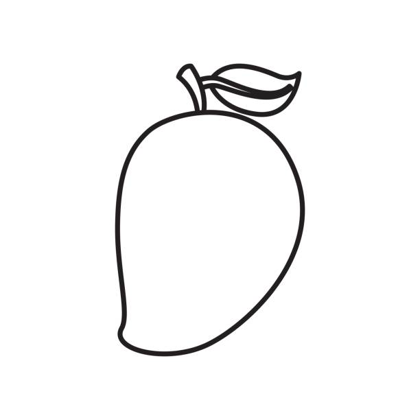 Mango Drawing Picture