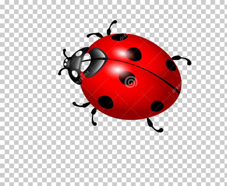 Ladybird beetle graphics.