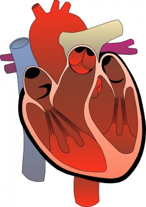 Heart medical diagram.
