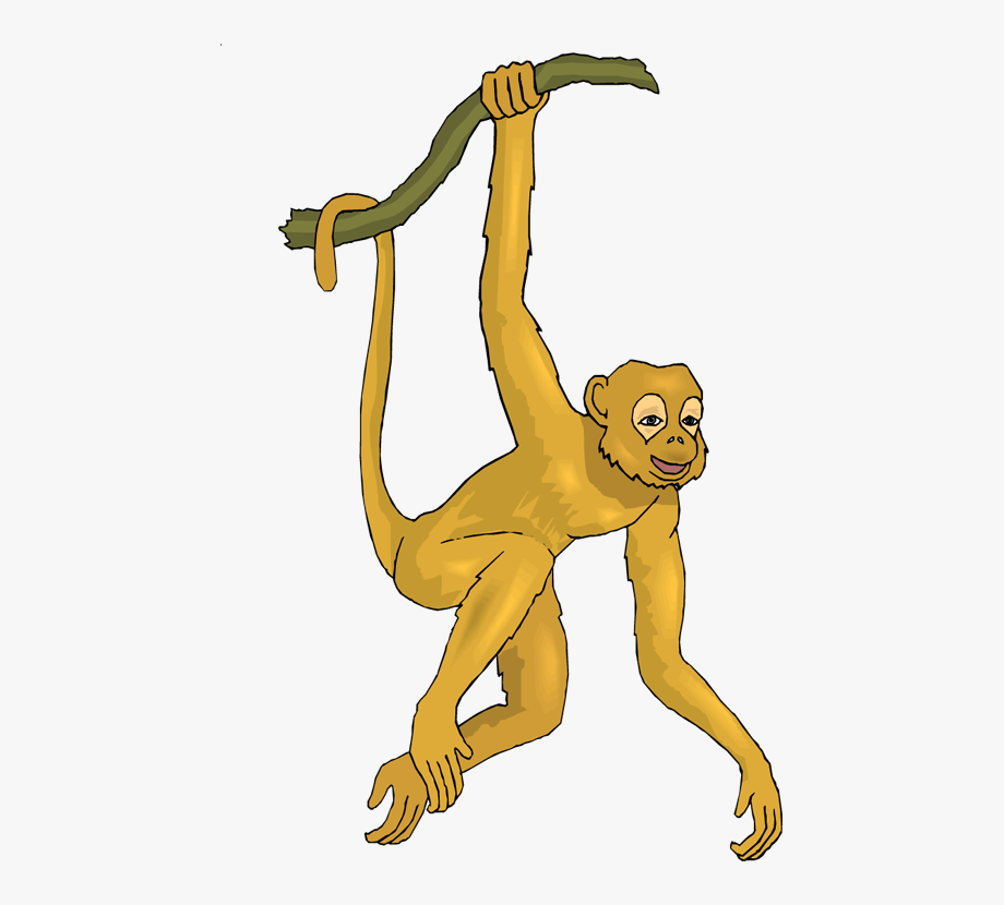 Spider Monkey Pictures Free