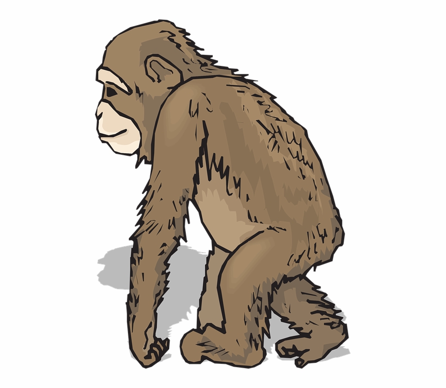Realistic Monkey Clip Art