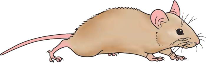 Mouse rat clipart image