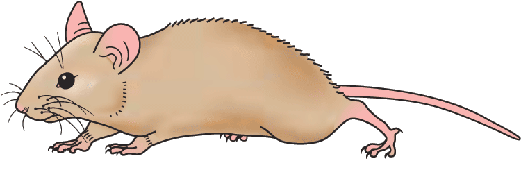 Free Mouse Animal Cliparts, Download Free Clip Art, Free