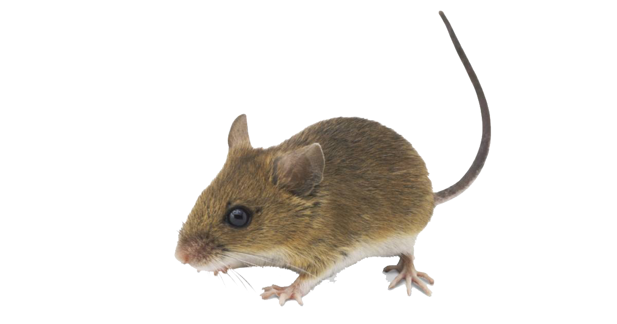 Mouse png images.