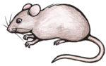 mouse clipart realistic