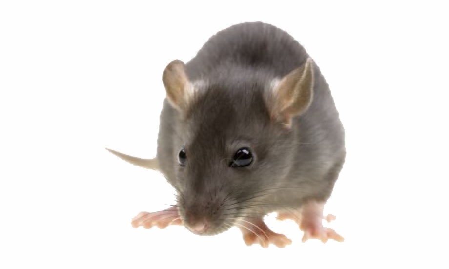 Mouse animal png.