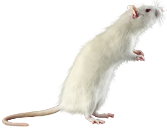 White mouse png.