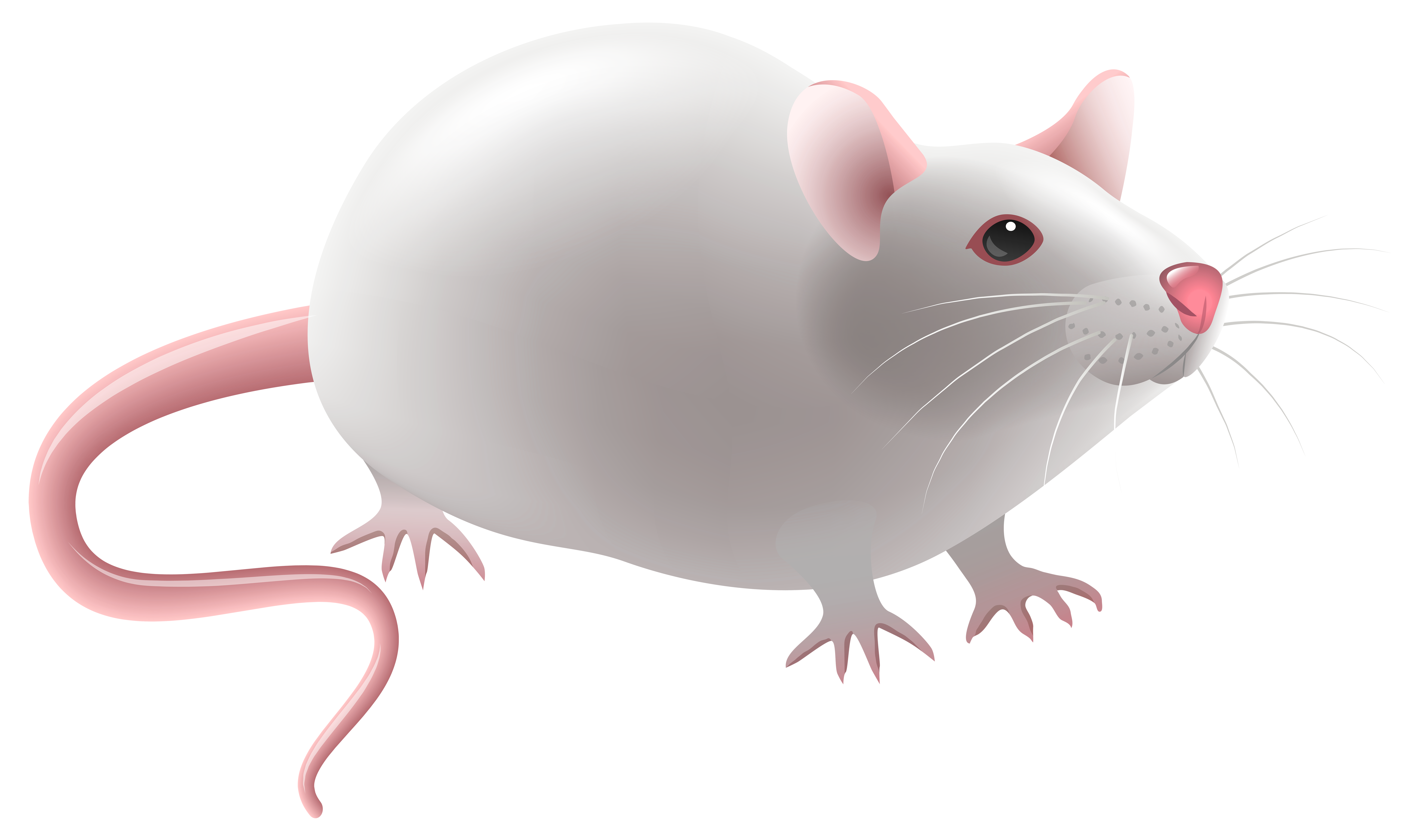 Mice clipart realistic, Mice realistic Transparent FREE for