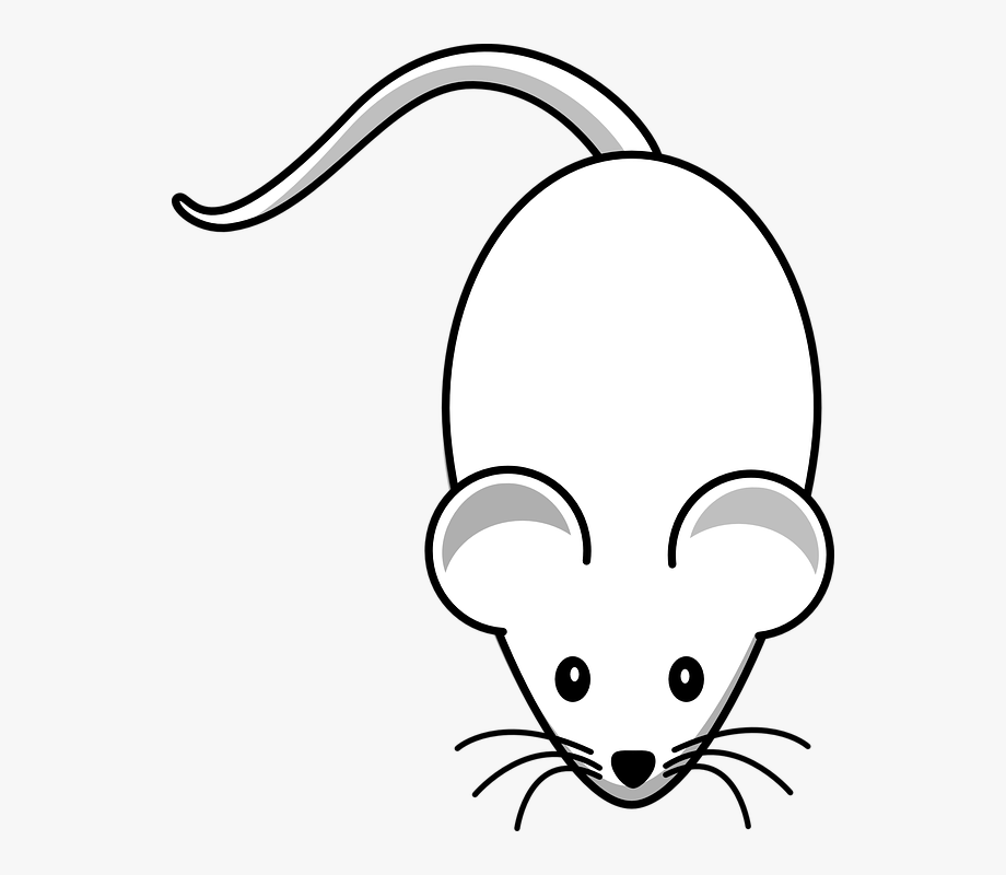 Rat Mouse Clipart White