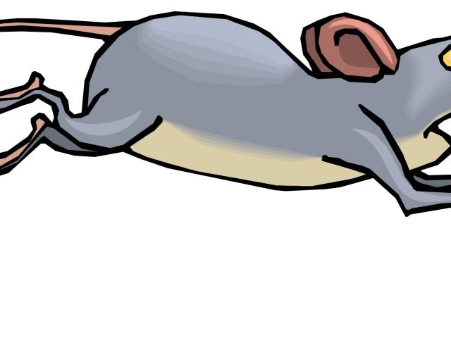 Free rat mouse.