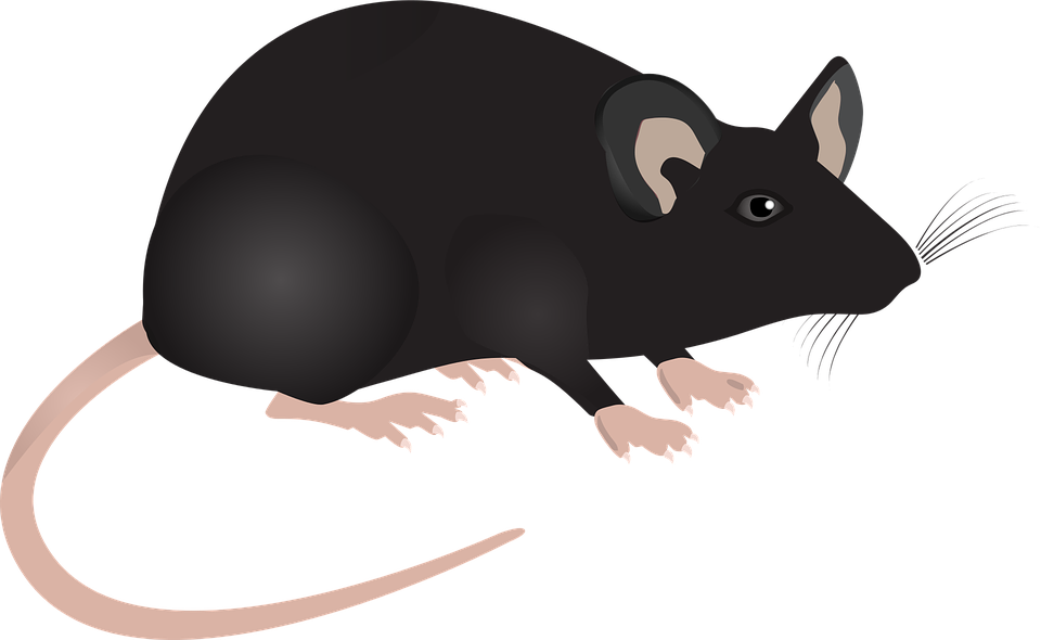 Mouse PNG, Mouse Cursor, Computer Mouse Clipart Download