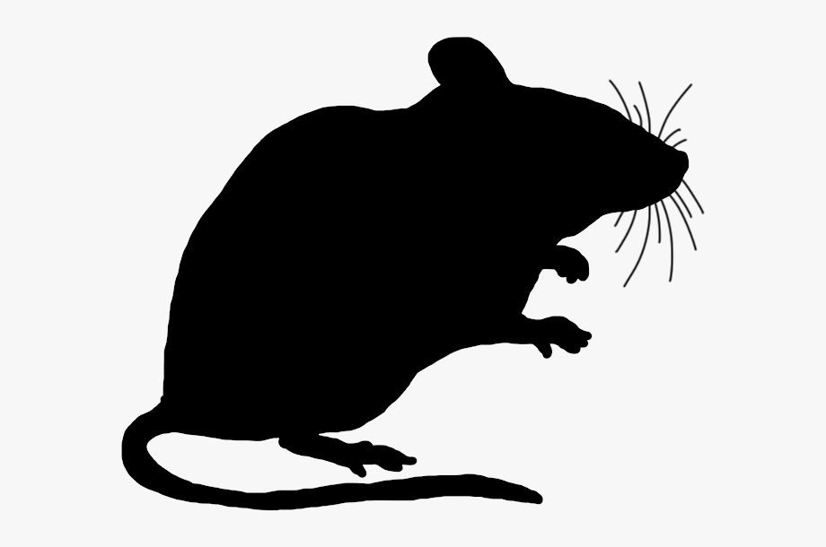 Rat clipart transparent.