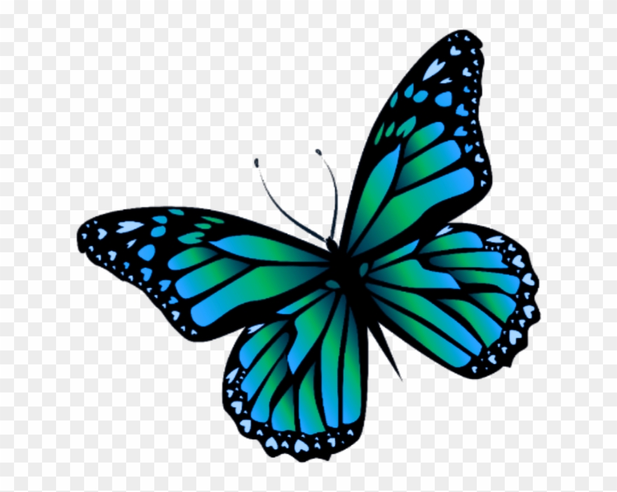 Butterfly mariposa monarch.