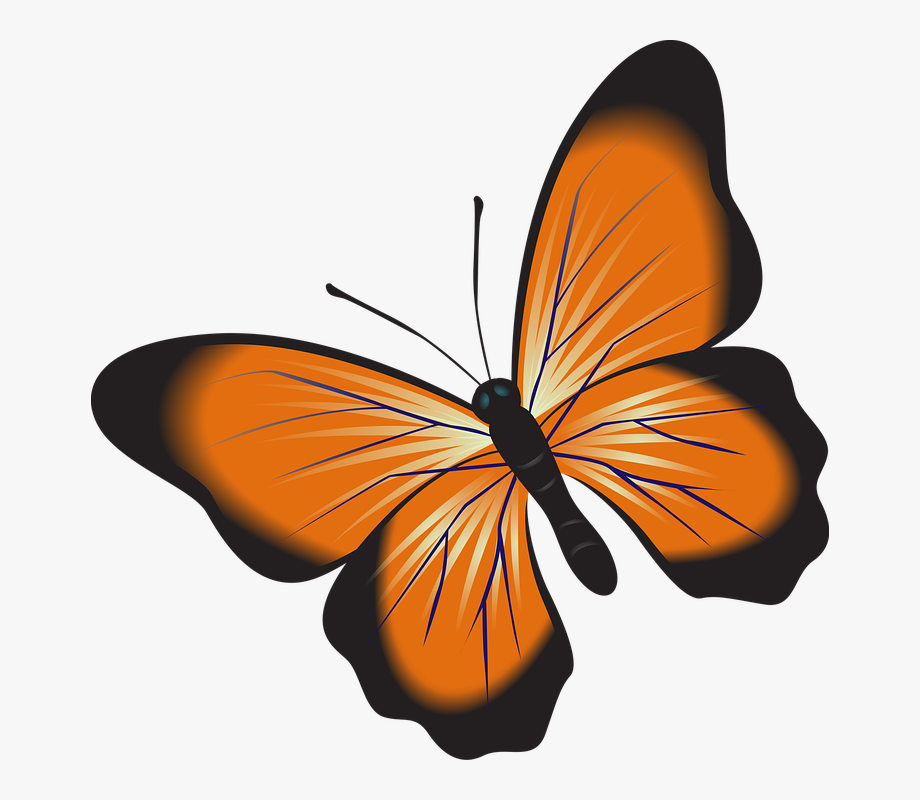 Butterfly orange clip.