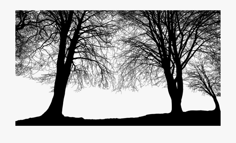 Forest trees silhouette.