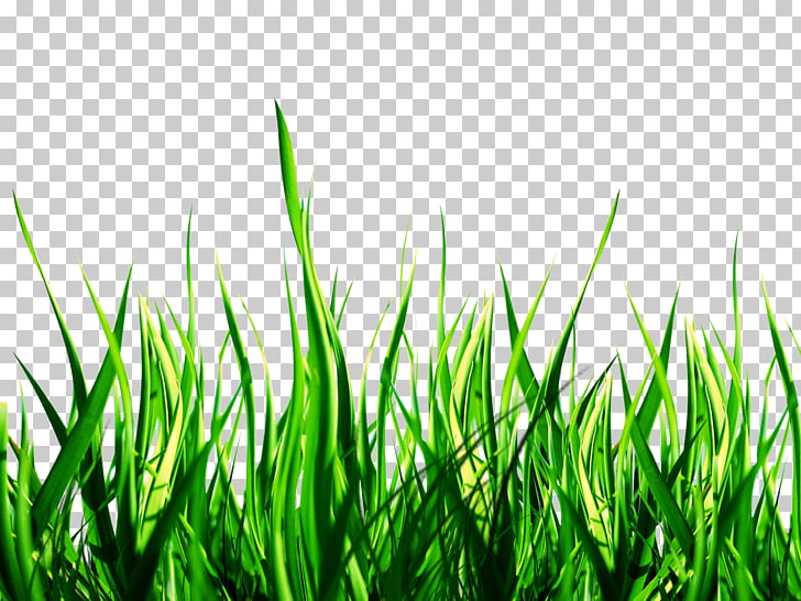 Nature , Nature , green grass PNG clipart