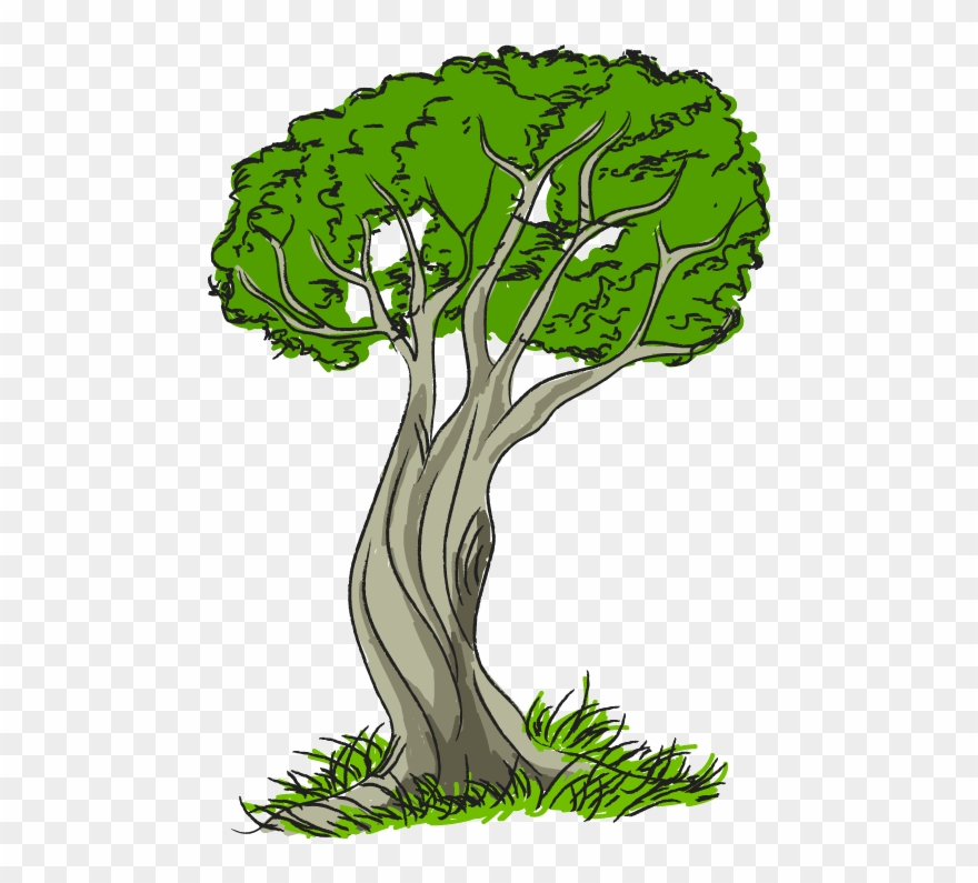Nature trees tree.