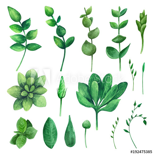 Watercolor green leaf