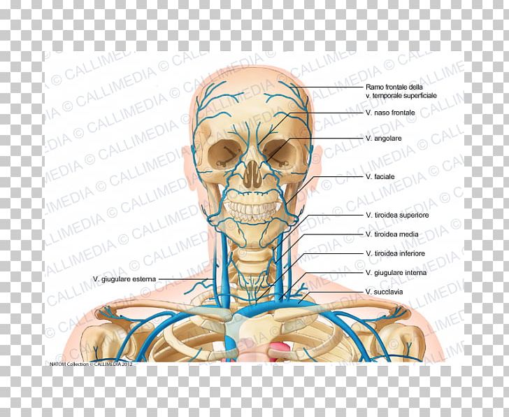 Internal Jugular Vein Head And Neck Anatomy PNG, Clipart