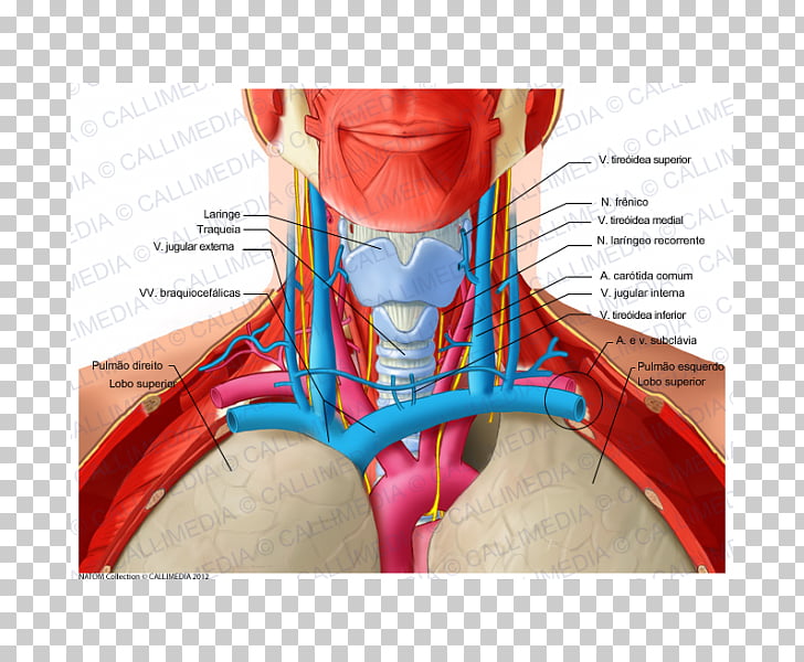 Neck anatomy organ.