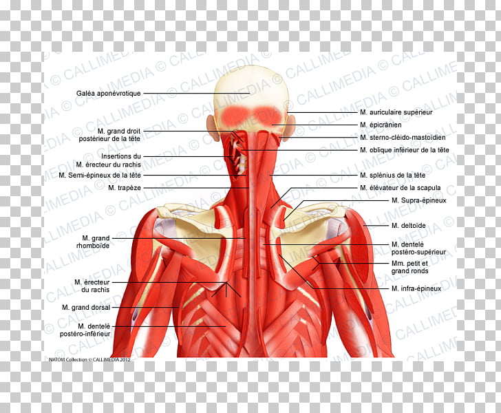 Posterior triangle of the neck Head and neck anatomy Human
