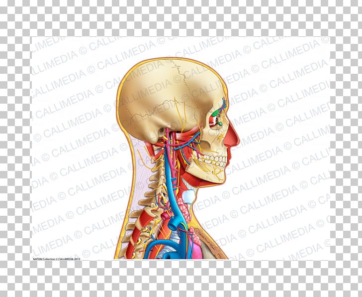 Neck Ear Human Anatomy Bone PNG, Clipart, Anatomy, Anterior