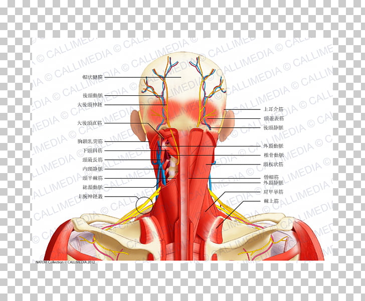 Head and neck anatomy Posterior triangle of the neck