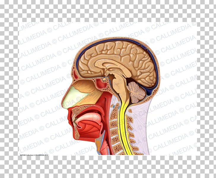 Human anatomy Neck Muscle Nerve, arm PNG clipart
