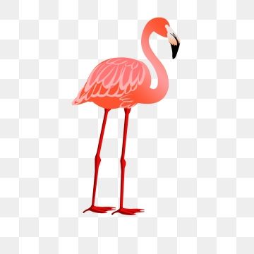 2019  flamingo.