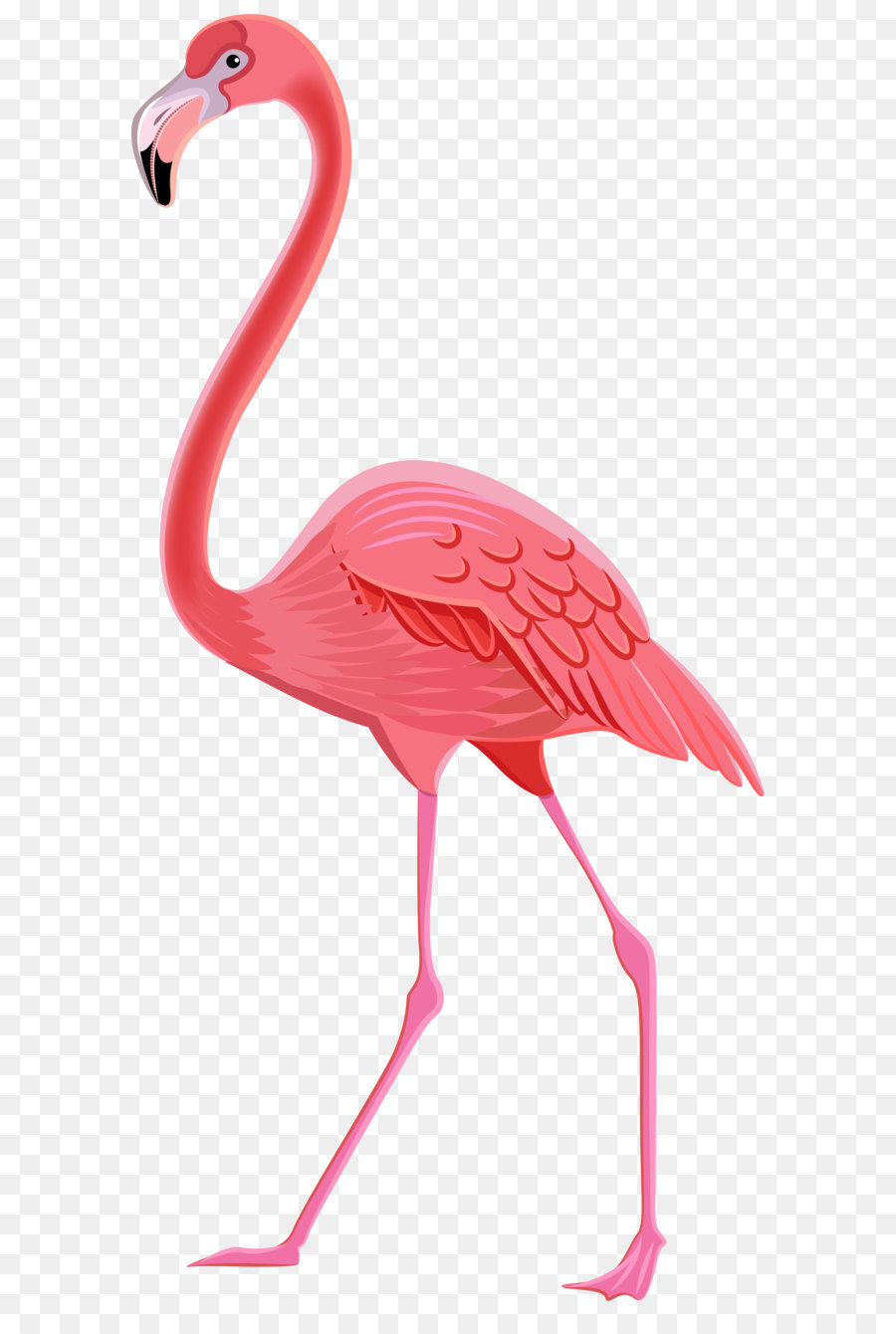 Flamingos bird clip.