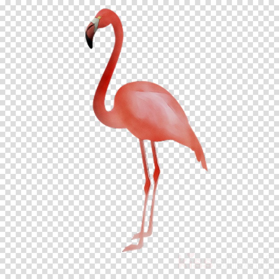 Pink flamingo clipart.