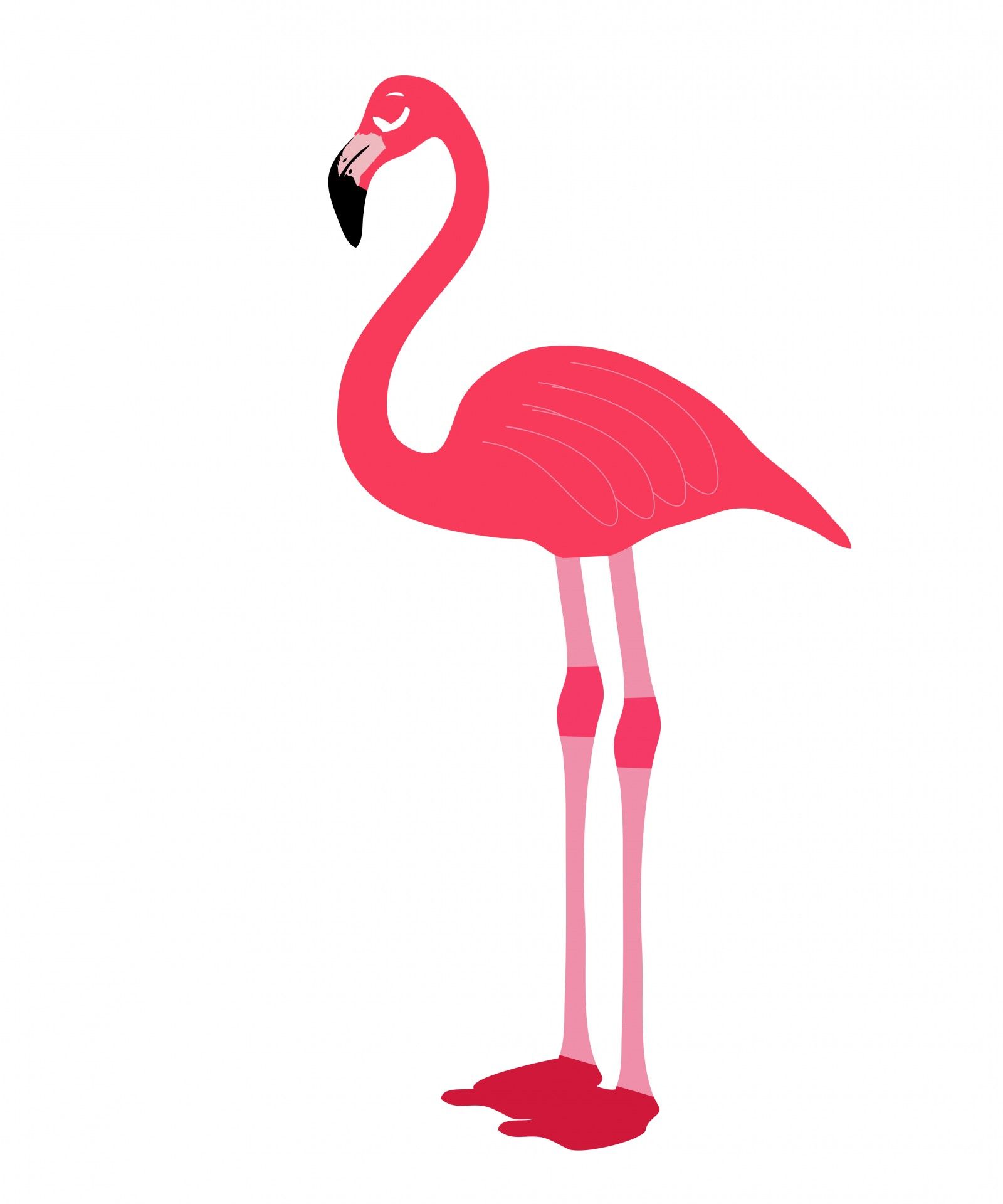 Pink Flamingo Bird Clipart Free Stock Photo