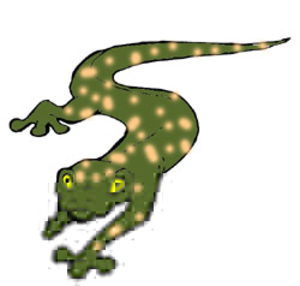 Free newt clipart.