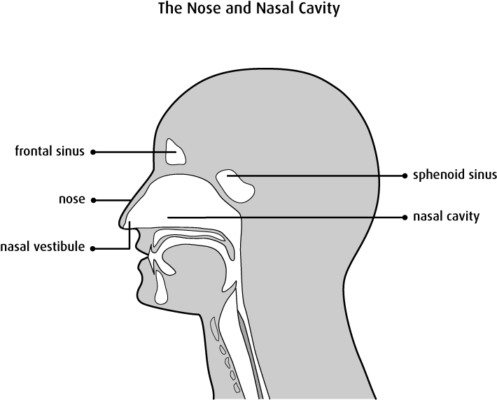 Nose clipart diagram.