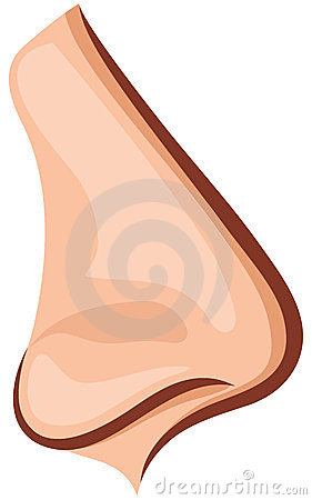 14 clipart nose.
