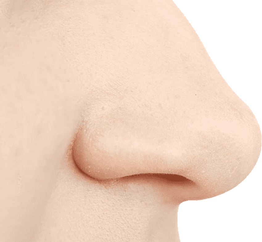 nose clipart human