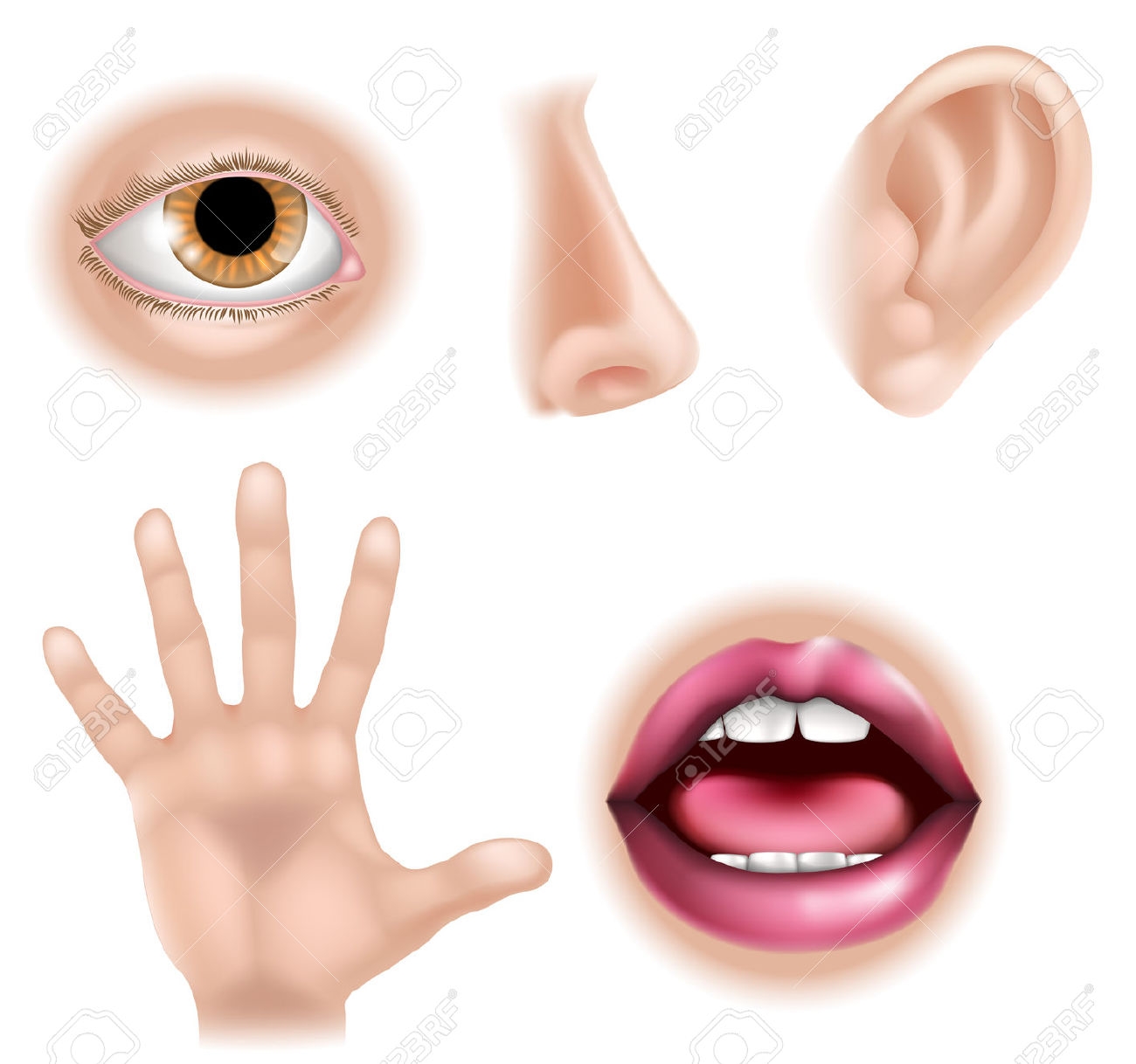 Human nose clipart for kids