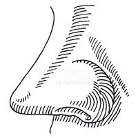 Nose Smelling Side View Drawing stock vectors