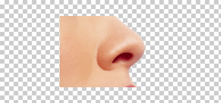Small female nose.